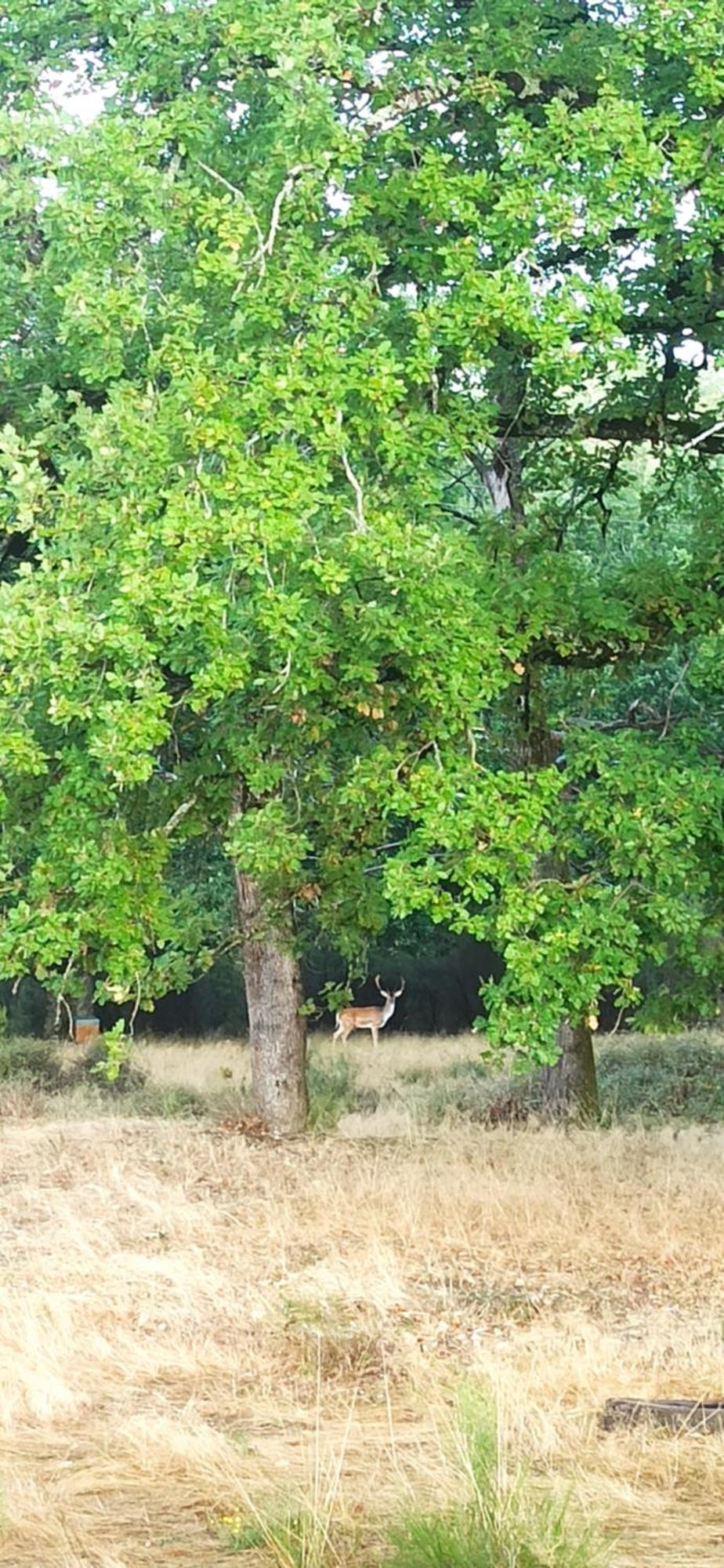 Eco Ceiba Otel Busque Dış mekan fotoğraf